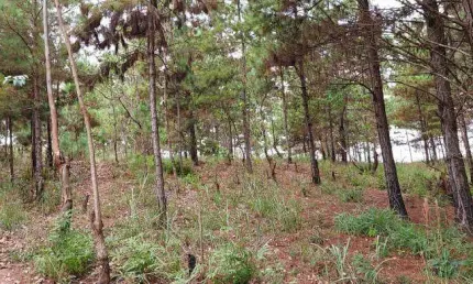 Terreno comercial à venda na Estrada Keida Harada, Ipelândia, Suzano