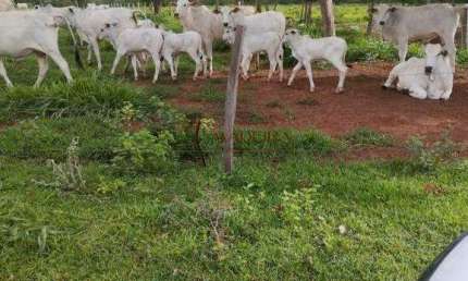 Chácara / sítio à venda na Zona Rural, Coxim 