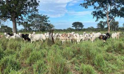 Chácara / sítio com 1 quarto à venda na Zona Rural, Novo São Joaquim 