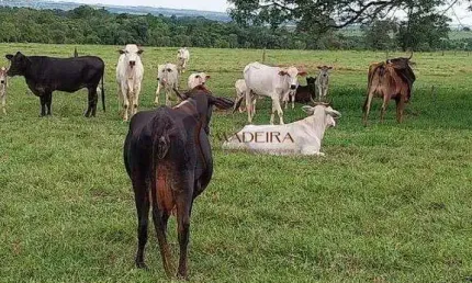 Chácara / sítio à venda no Centro, Terra Rica 
