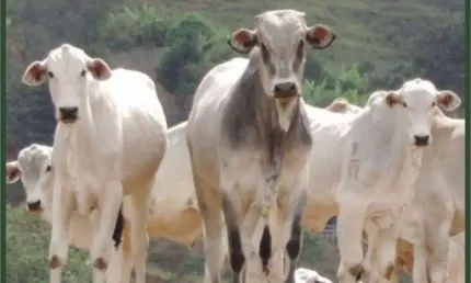 Fazenda à venda no Centro, Cambuí  por R$ 20.000.000