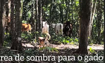Sitio Preparado Para Criação de Peixes, Bois, Cavalos, Ovelhas etc.