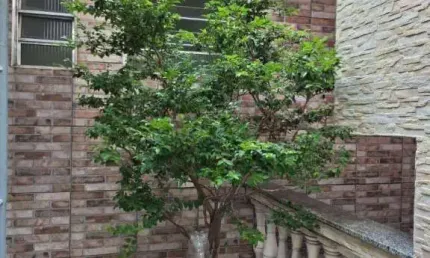 Casa com 1 dormitório para alugar, 40 m² por r$ 1.200,00/mês - vila nhocune - são paulo/sp