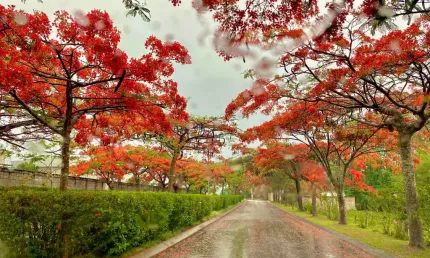 Lindo terreno praticamente plano com 1000m² no Condomínio Terras Caxambu