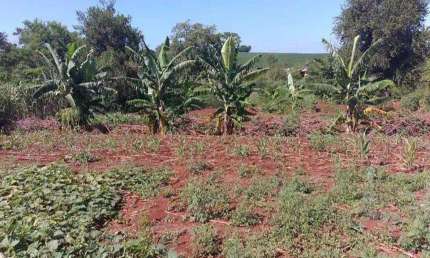 Chácara para Venda em Paiçandu, RURAL, 2 dormitórios, 2 banheiros, 3 vagas