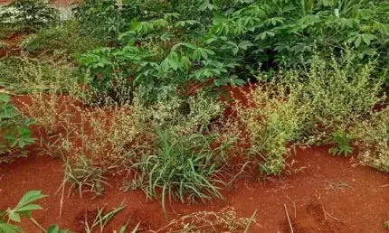 Chácara / sítio à venda na Estrada São Domingos, 11111, Jardim São Domingos, Maringá