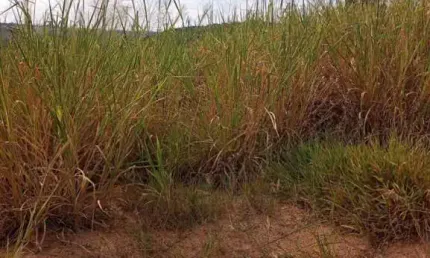 Terrenos para venda em Itupeva no bairro Jardim Primavera