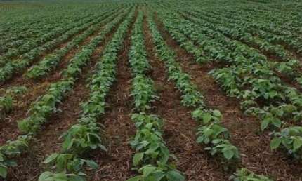 Excelente fazenda 50 alqueires com plantação de soja em Itapetininga SP
