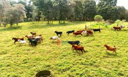 Chácara com 2 dormitórios à venda, 8 alqueires por R$ 1.900.000,00 - Centro - Turvo/PR