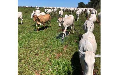 Fazenda 78 alqueires à Venda - Pecuária - Região de Brasilândia/MS