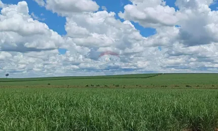 Fazenda à Venda 274 Alqueires - Região de Auriflama/SP - Cana