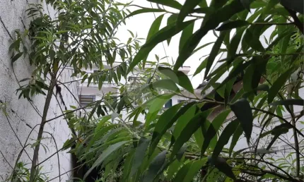 Terreno à venda na rua eugênio da silva, 158, horto florestal, são paulo, 186 m2 por r$ 650.000
