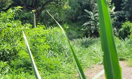 Terreno à venda na rua mateus leme, 214, água fria, são paulo, 4500 m2 por r$ 9.000.000
