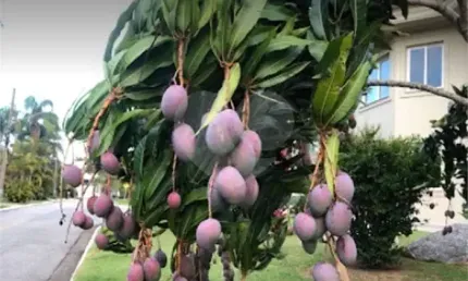 Terreno à venda na Alameda Fiji, 74, Tamboré, Santana de Parnaíba, 1044 m2 por R$ 5.650.000
