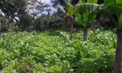 Chácara / sítio com 1 quarto à venda no Tatetos, São Bernardo do Campo 