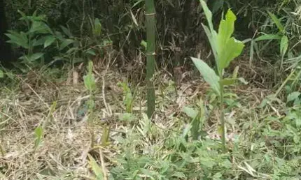 Area de Compensação ambiental em Represa  -  Ribeirão Pires