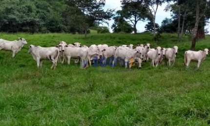 Fazenda à venda na Área Rural, S/N, Prodoeste, Pedra Preta, 2500 m2 por R$ 45.000.000