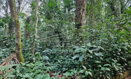 Ubatuba, Praia do Felix - Lote em fase de licenciamento ambiental, lote de 1000m2, com proposta de libração de 30%
