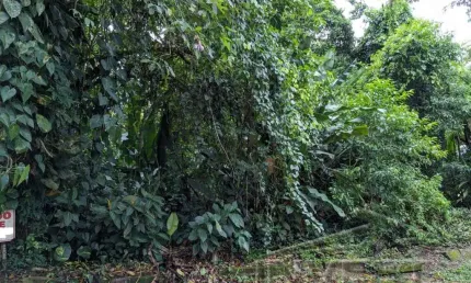 Ubatuba, Itamambuca - lote com 518,00 mts2, escritura definitiva, sem liberação ambiental em condomínio segurança 24 hs.
