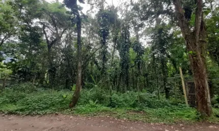 Ubatuba, horto área de terreno 1.250 m² com vista de frente rodovia