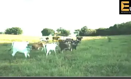 Fazenda à venda no Bairro do Aterrado em São Sebastião do Rio Verde/MG