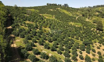 Fazenda à venda no Bairro Vale da Grama em São Sebastião da Grama/SP