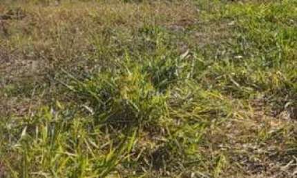 Terreno à venda no Nova Jaguariúna em Jaguariúna/SP