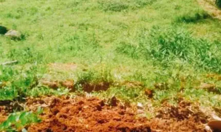 Terreno à venda na Servidão Sebastião Bernardino da Silva, Jurerê, Florianópolis