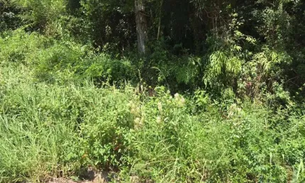 Terreno à venda na Rodovia Admar Gonzaga, Itacorubi, Florianópolis