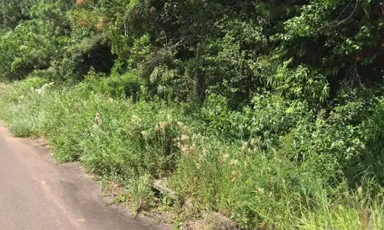 Terreno à venda na Rodovia Admar Gonzaga, Itacorubi, Florianópolis