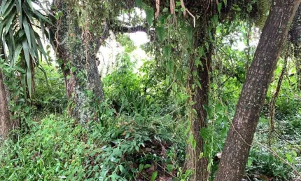 Terreno para venda em florianópolis, jurerê internacional