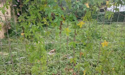 Terreno à venda na Rua Léa Castro Ramos, 1, Praia Brava, Florianópolis