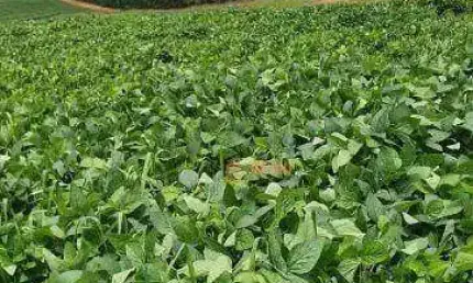Fazenda à venda, 68 alqueires  por R$ 17.000.000 Região de Bauru/SP