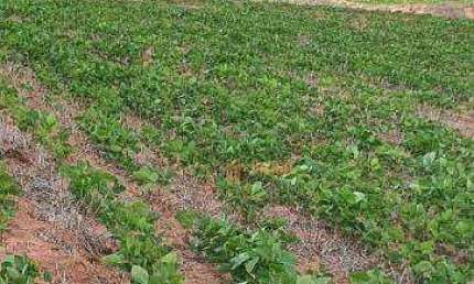 Fazenda à venda, 350 alqueires por R$ 128.000.000 - Região de Itapetininga/SP