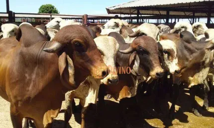 Fazenda à venda, 773 Alqueires por R$ 100.000.000 - Zona Rural - Serra Azul/SP