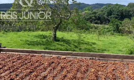 Fazenda à venda em Ilhéus-BA com 242 hectares de área!