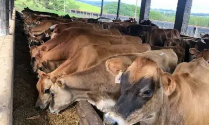 Fazenda à venda na Rua João Vieira Rios, Centro, Pouso Alegre
