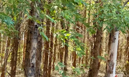 Fazenda à venda no bairro Centro - Montes Claros/MG