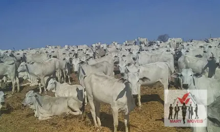 Fazenda à venda no bairro Centro - Montes Claros/MG