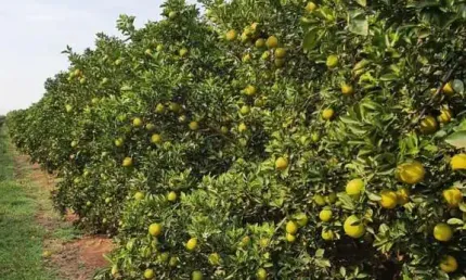 Fazenda à venda no bairro Área Rural de Avaré - Avaré/SP