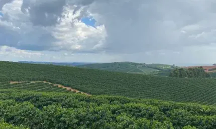 Fazenda à venda no Centro, Guaxupé 