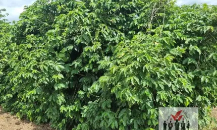 Fazenda à venda no bairro Pouso Alegre - Pouso Alegre/MG