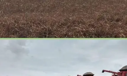 Fazenda à venda no Setor Central, Araguaína 