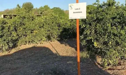 Fazenda à venda no Centro, Januária 