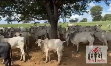 Fazenda à venda no bairro Centro - Capitão Enéas/MG