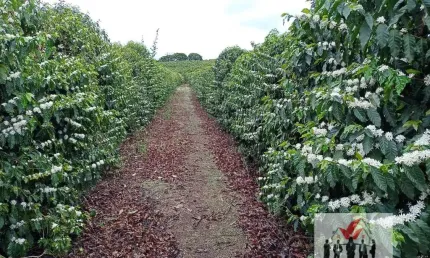 Fazenda à venda no Centro, Lavras 