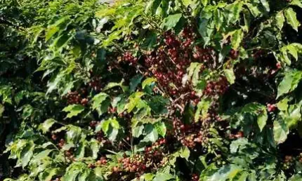 Fazenda à venda no bairro Área Rural de Alfenas - Alfenas/MG