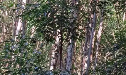 Fazenda à venda no Centro, Joanópolis 