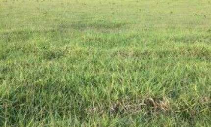Fazenda à venda no bairro Vila Ramos - Pouso Alegre/MG
