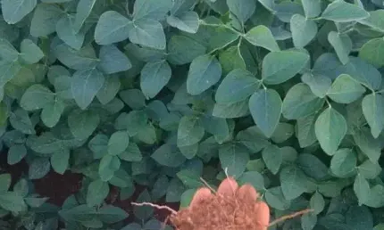 Fazenda à venda no Centro, Pimenta 